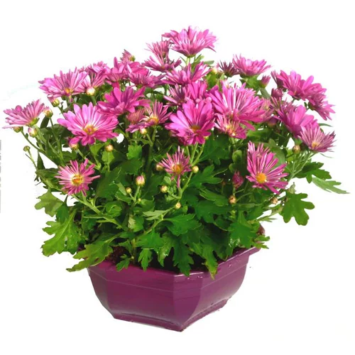 Pour simplifier vos extérieurs:Chrysanthème ou Marguerite d'automne. La coupe de Ø 25 cm