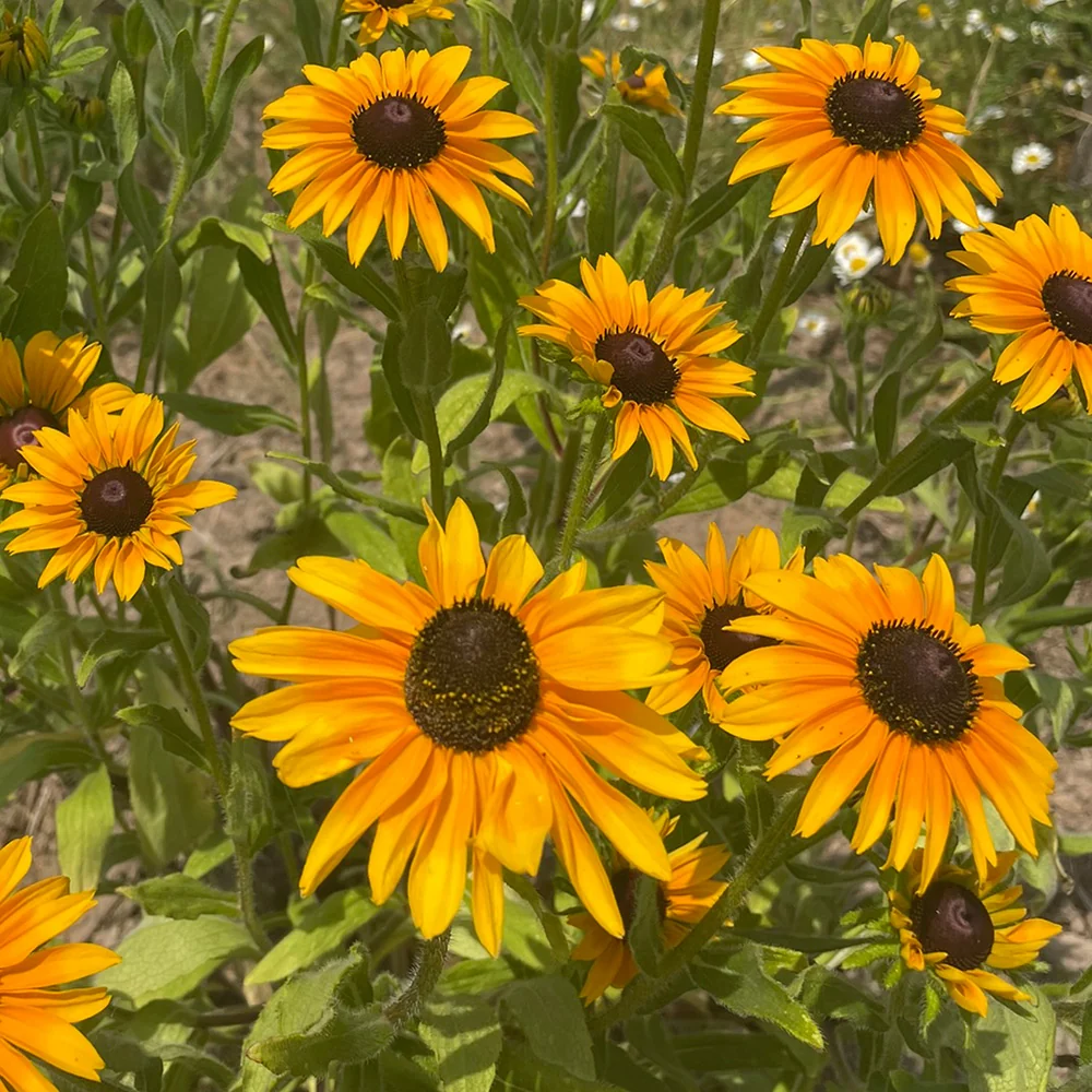 RUDBECKIA MARMELADE AB