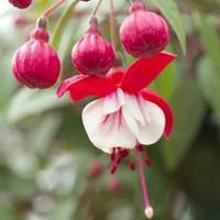 Solution jardin:Fuchsia érigé - La coupe de 25 cm