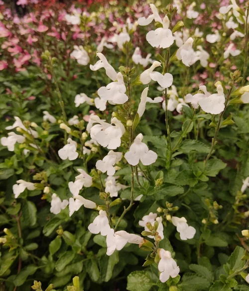 Idéal pour le jardin:Sauge Arbustive 'Gletsjer' - Le pot de 2 litres