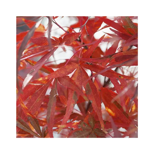 Pour vos aménagements extérieurs:Erable du Japon (ACER PALMATUM ATROLINEARE ) Le pot de 50 litres