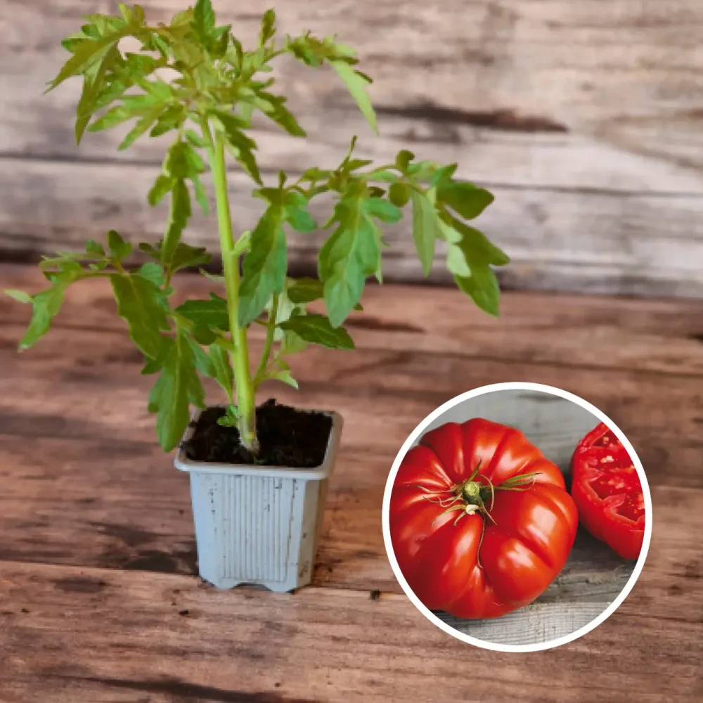TOMATE COUILLE DE TAUREAU AB - PLANT