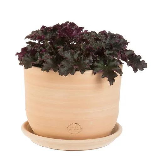 Jardin et maison:Pot gamme macetero Ø 31 cm
