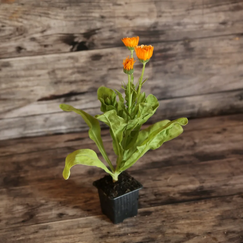 SOUCI PINK SURPRISE AB - PLANT