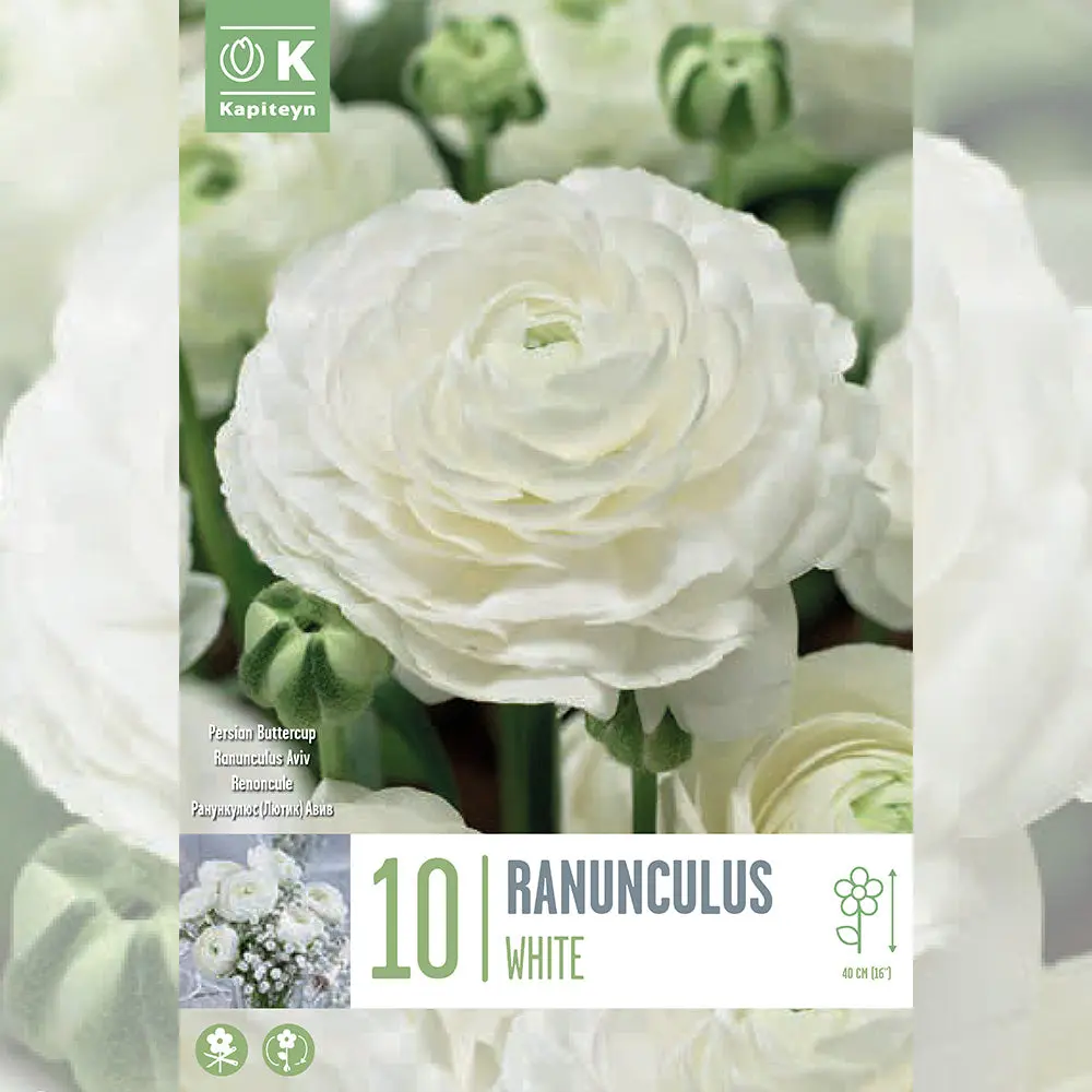 RENONCULE BLANC