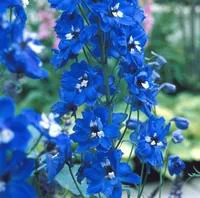 Esprit jardin:Pieds d'alouette - La barquette de 6 plants