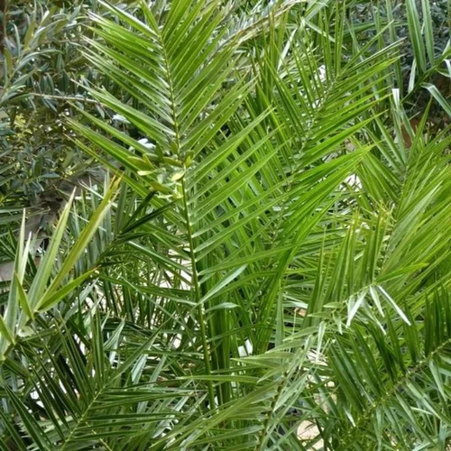 L’allié du jardin:Phoenix Canariensis ou Dattier des Canaries 80/100 cm en pot de 600 L