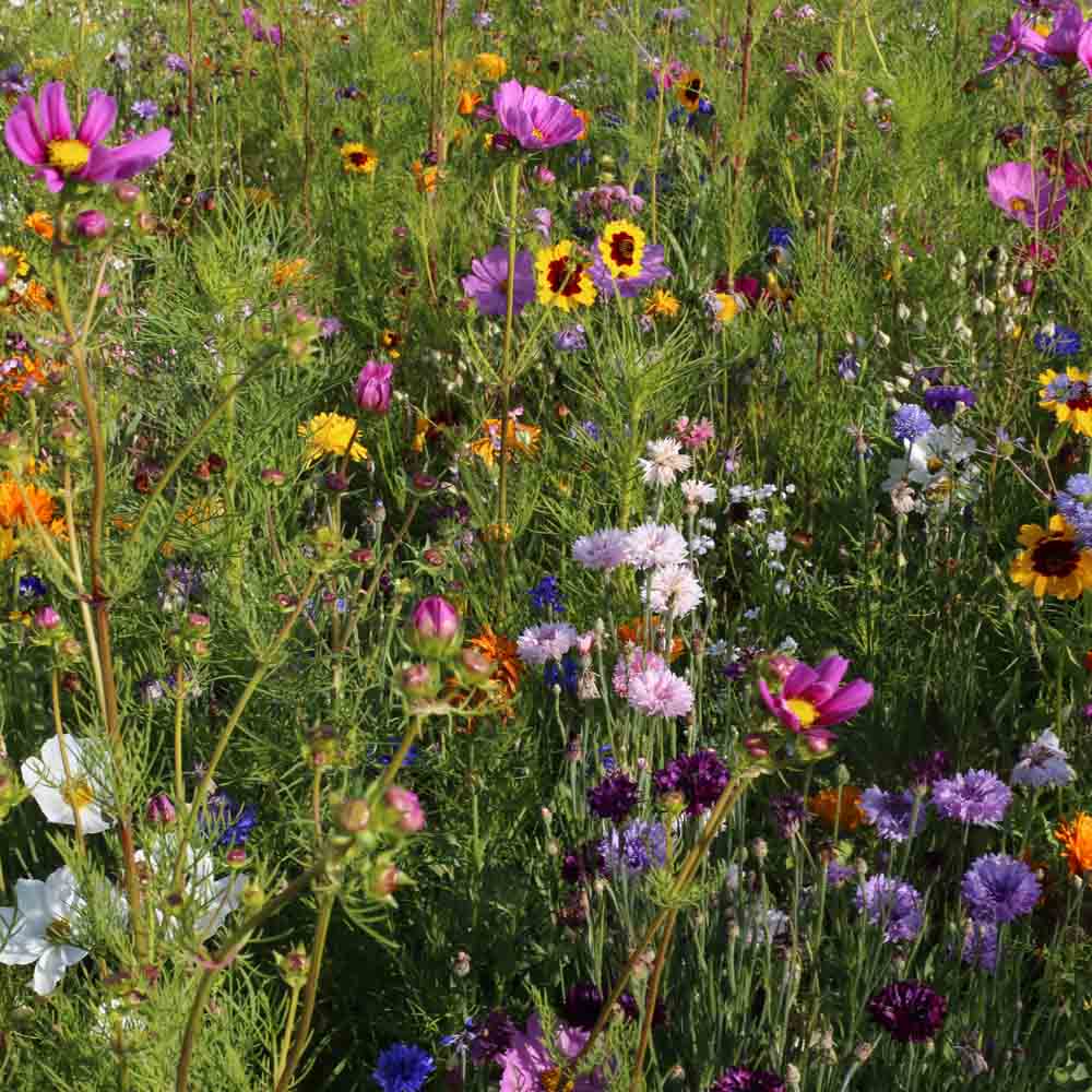 MÉLANGE FLEURI - CHALEUR ESTIVALE NT