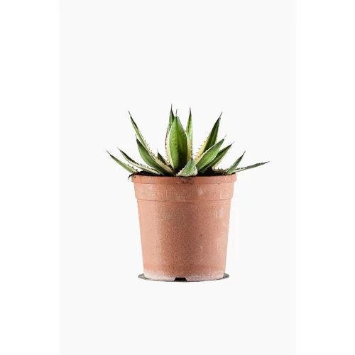 Une solution pratique pour le jardin：Agave Lophantha Quadricolor en pot de 3 L jaune