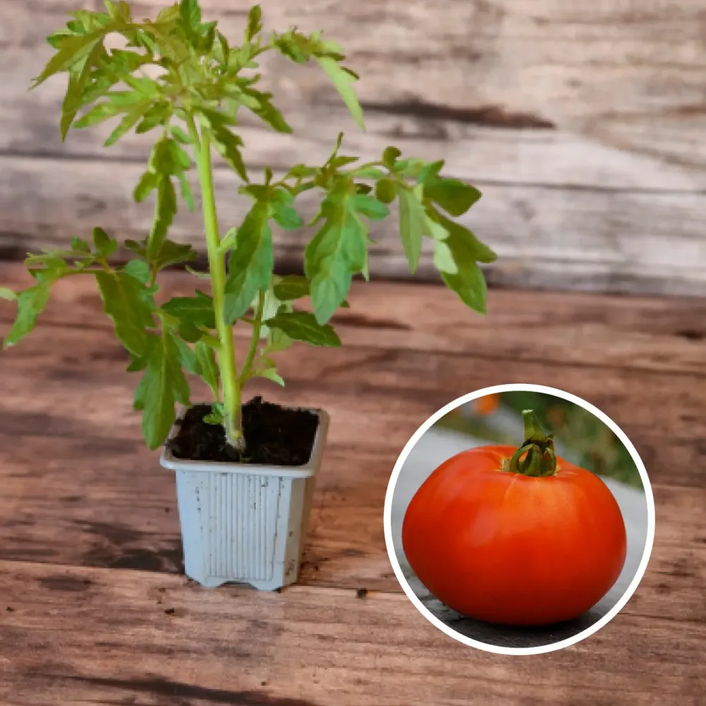 TOMATE REINE DE SAINTE MARTHE AB - PLANT
