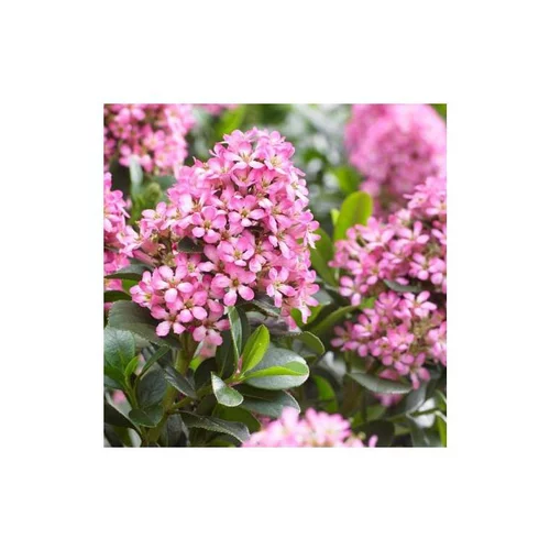 Extérieur durable:Escallonia Laevis Pink Elle® rose