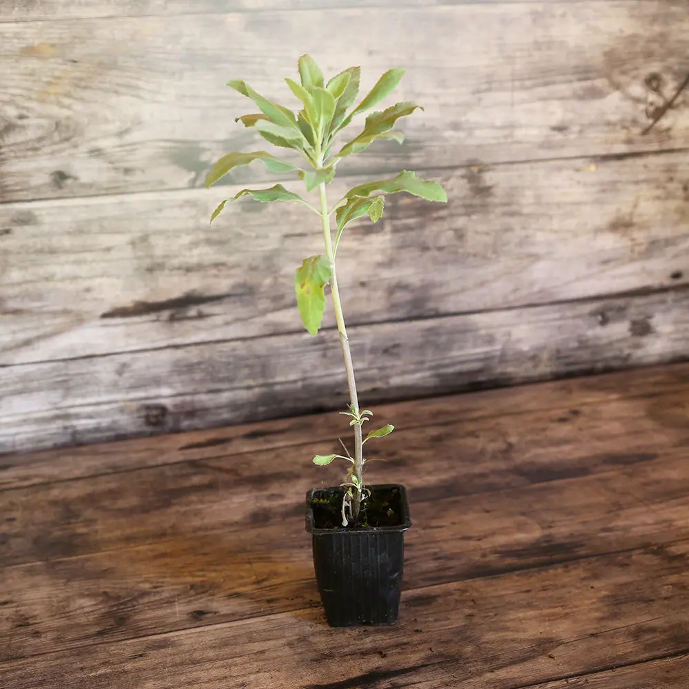 SAUGE SACRÉE APIANA OU SAUGE BLANCHE - PLANT