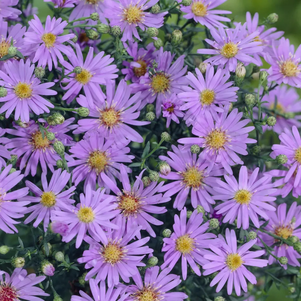 Aster ericoïdes Blue Star Aster ericoides blue star