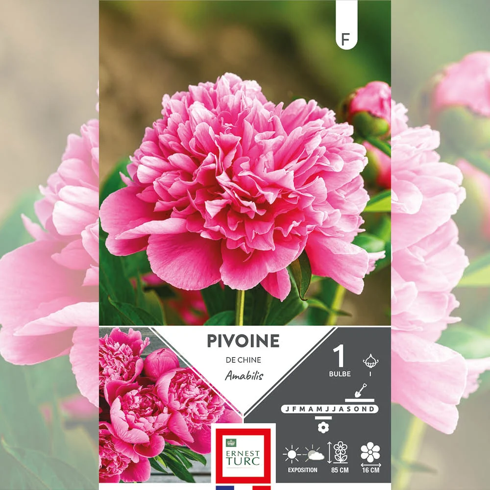PIVOINE AMABILIS