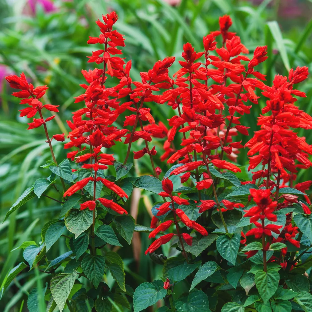 Sauge éclatante Feu de St Jean Salvia splendens