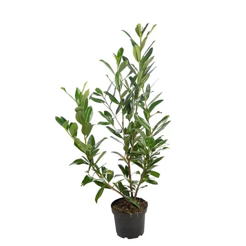 Pour un extérieur accueillant：Laurier cerise Prunus Laurocerasus Caucasica pot de 5 L 80/100 cm