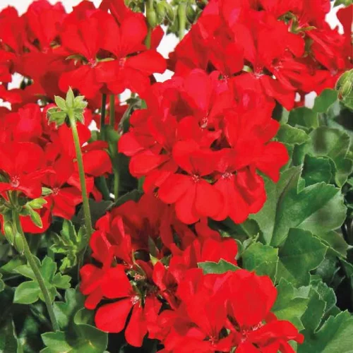 Une solution adaptée à l’extérieur:Géranium Calliope à fleurs rouges - Le pot de 3 litres
