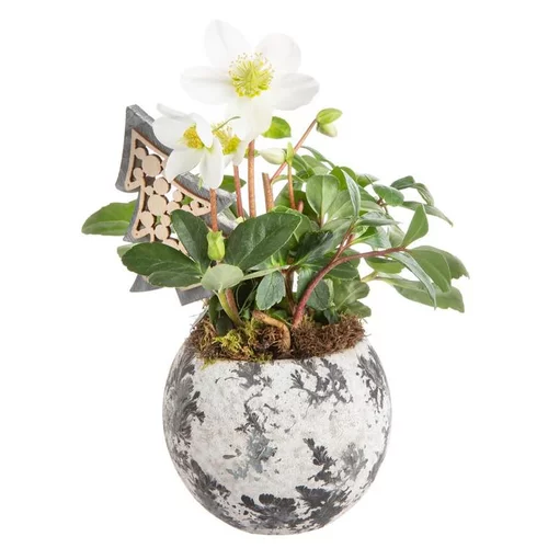 Jardin et équipement:Composition de Noël hellebore multicolore pot aquarelle