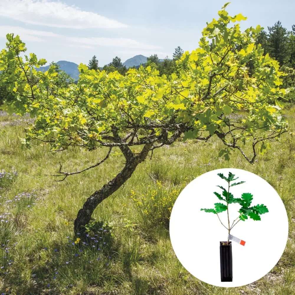 PLANT TRUFFIER CHÊNE PUBESCENT