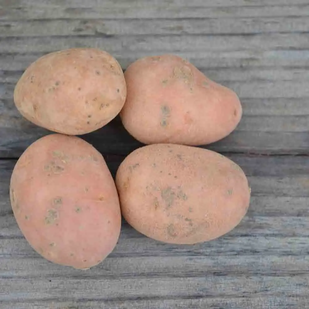 POMME DE TERRE DESIRÉE AB