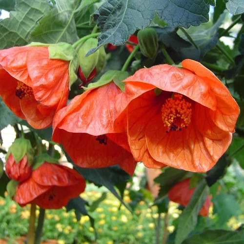 Indispensable au jardin:Abutilon Pyramide - Le pot de 22 cm