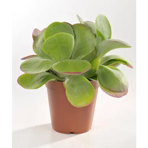 Pour faciliter la vie dehors：Kalankoe thyrsiflora en pot Ø 12 cm
