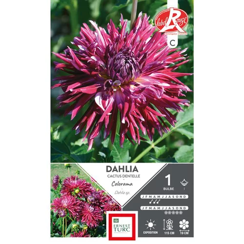 Un choix pratique pour le jardin:Dahlia cactus dentelle Colorama violine blanc Ernest Turc - 1 bulbe