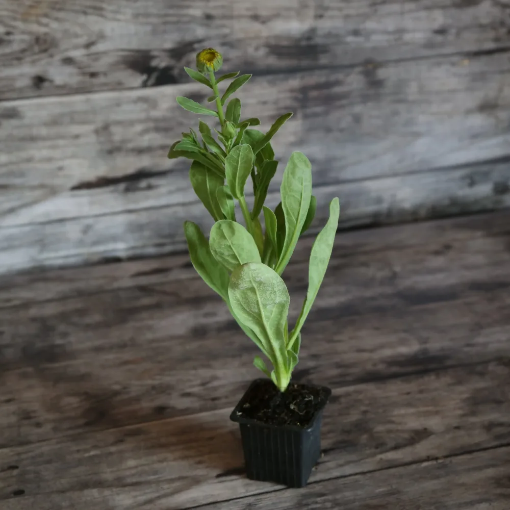 SOUCI SNOW PRINCESS AB - PLANT