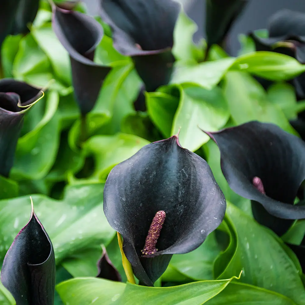 ZANTEDESCHIA ODESSA®