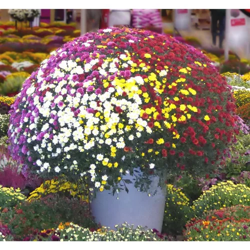 Pour enrichir votre univers jardin:Chrysanthème multifleurs - Le pot de 20 litres