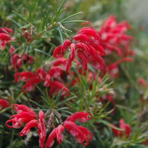 Jardin & nature:Grevillea rouge. Le pot de 9 litres