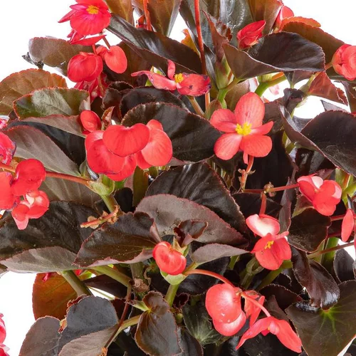 Pour personnaliser vos extérieurs:Bégonia Big à fleurs multicolores - Le pot de 10 litres