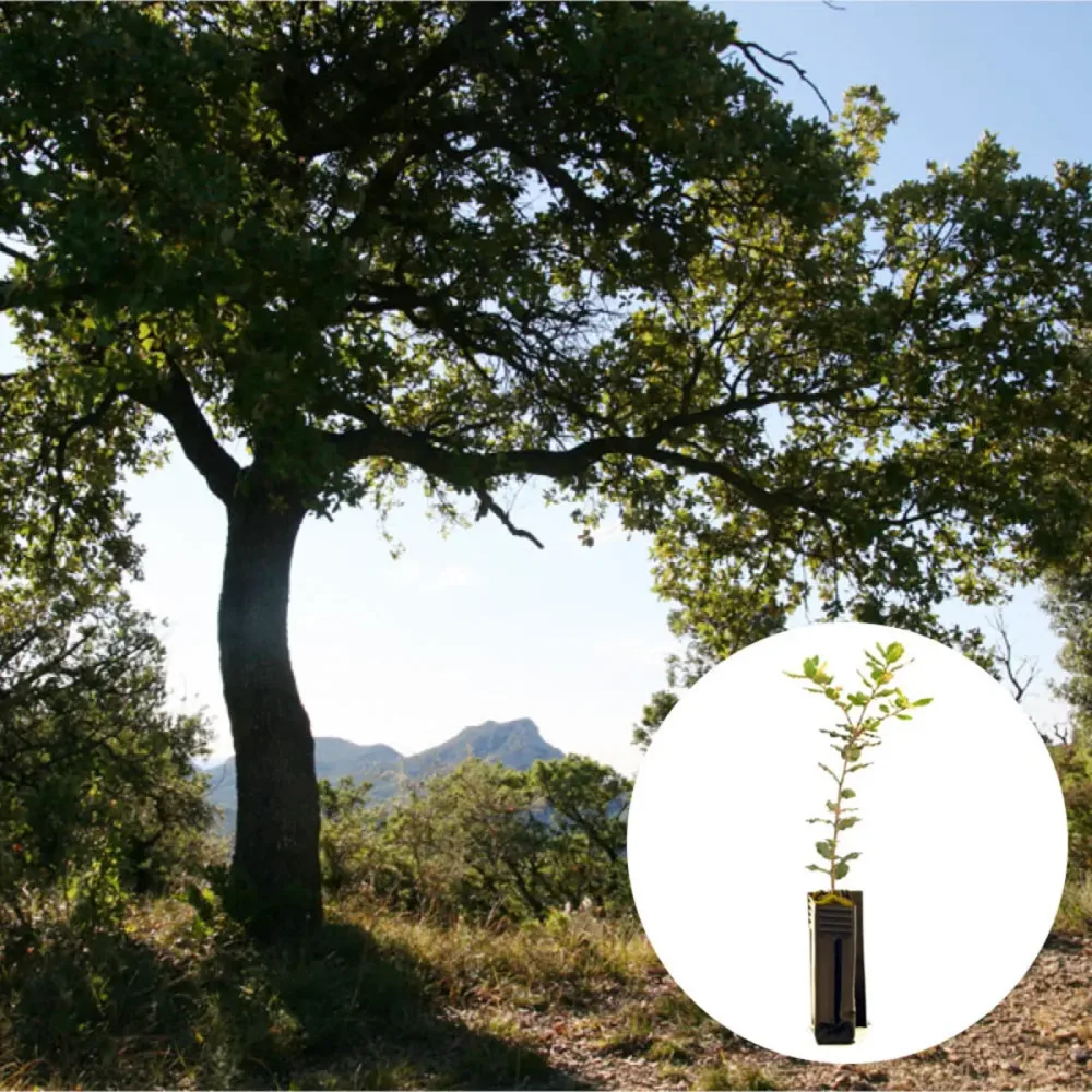 PLANT TRUFFIER CHÊNE VERT