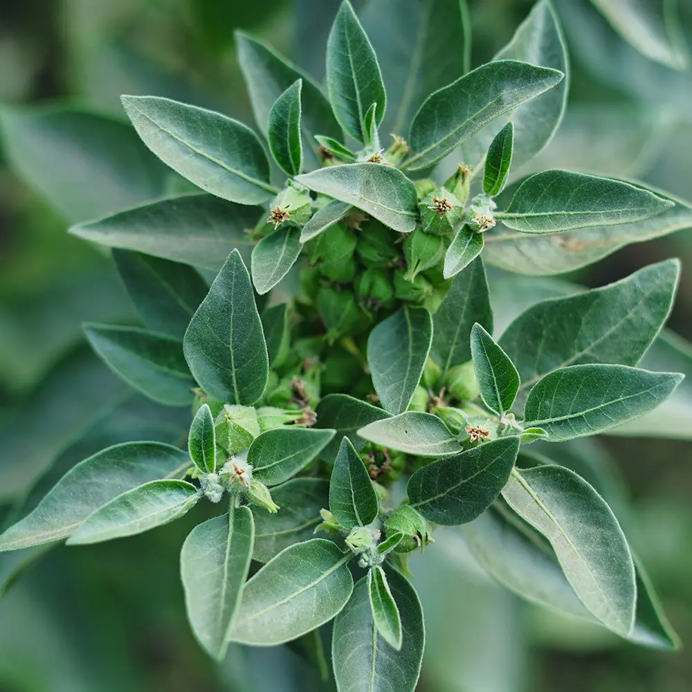 ASHWAGANDHA OU GINSENG INDIEN AB