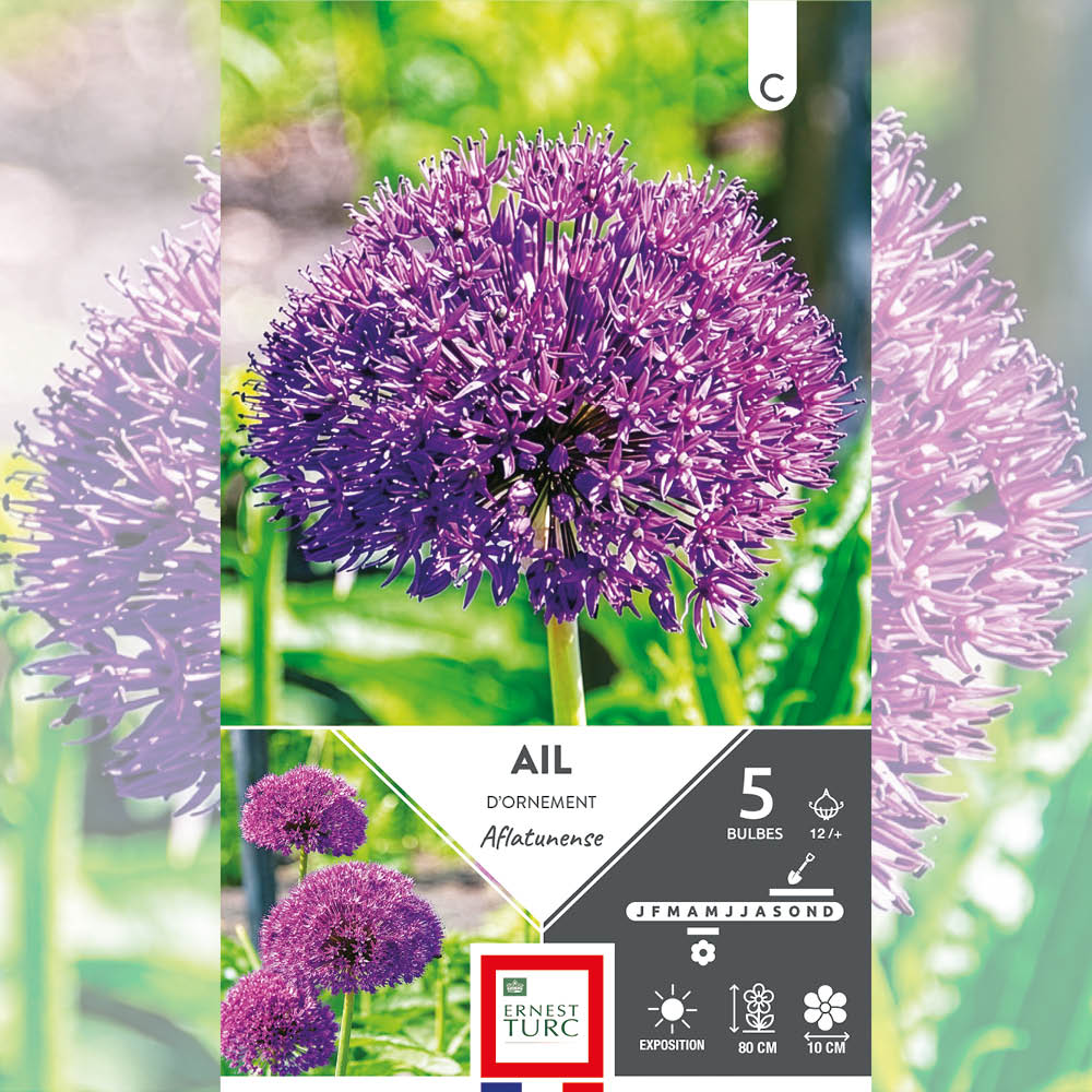 ALLIUM AFLATUNENSE