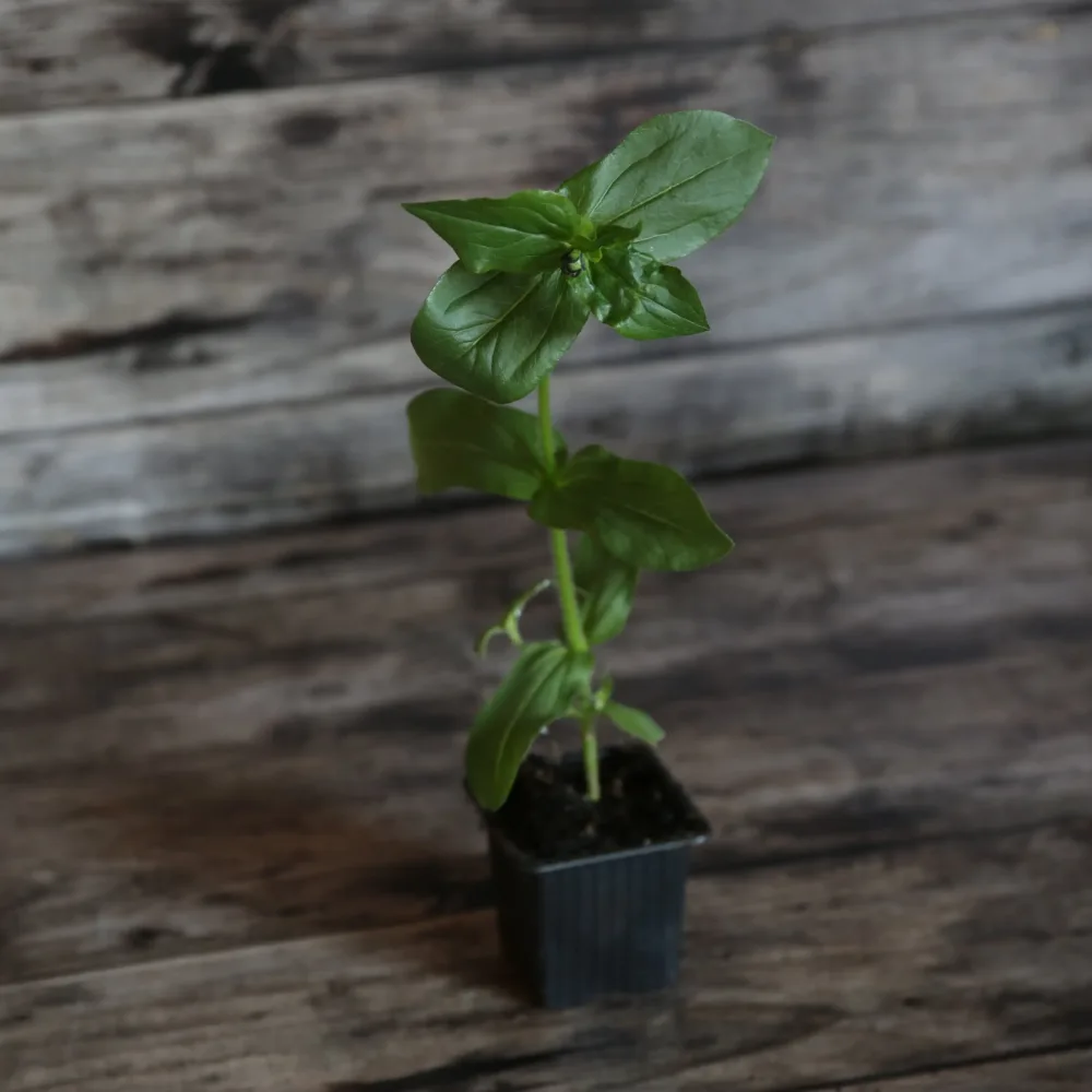 ZINNIA LILLIPUT PETITES FLEURS VARIÉES AB - PLANT