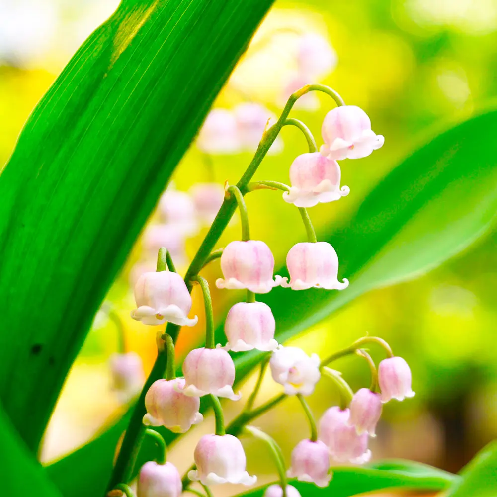 MUGUET ROSEA AB