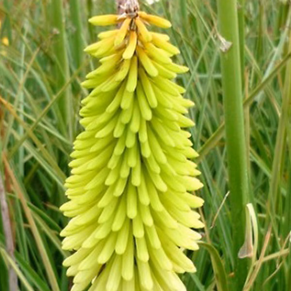 6 x Tritoma 'Ice Queen' – Kniphofia 'Ice Queen', godet 9cm x 9cm
