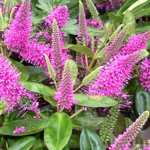 Idéal pour le jardin:Hebe Donna Nikka - Le pot de 12 cm