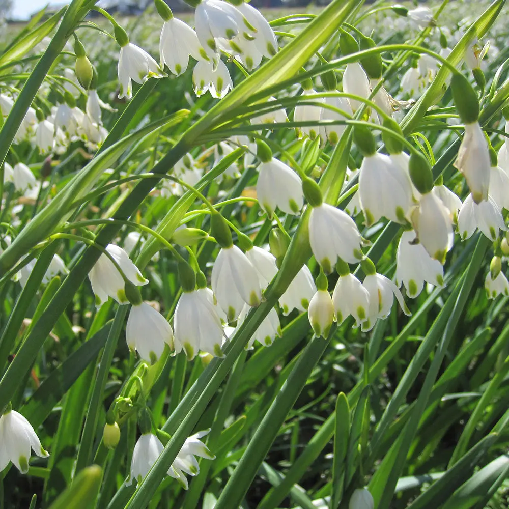 LEUCOJUM AESTIVUM 'GRAVETYE GIANT'