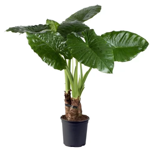 Votre allié à l’extérieur:Alocasia calidora 3 pieds - Pot de 24 cm de diamètre
