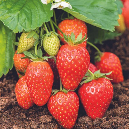 Bien pensé jardin:Fraisier 'Ciflorette' Bio. La motte de 7x7 cm