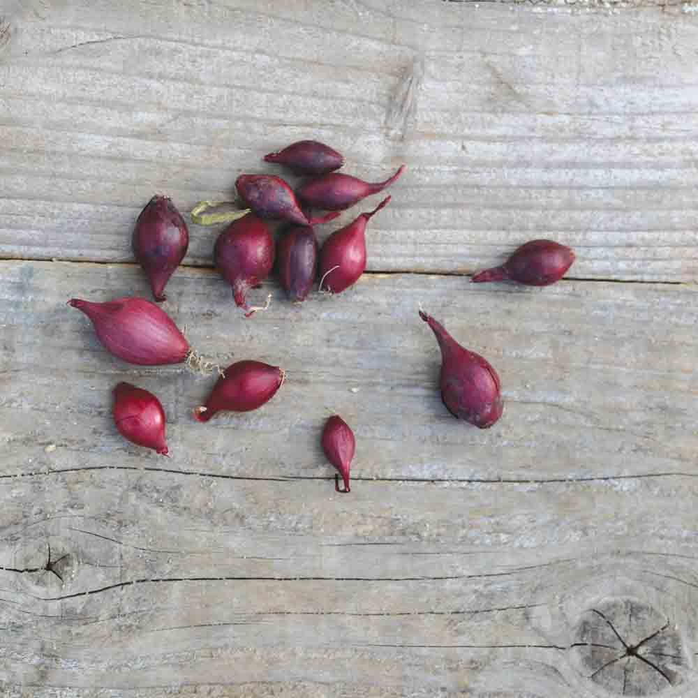 OIGNON ROUGE RED BARON NT (bulbilles)