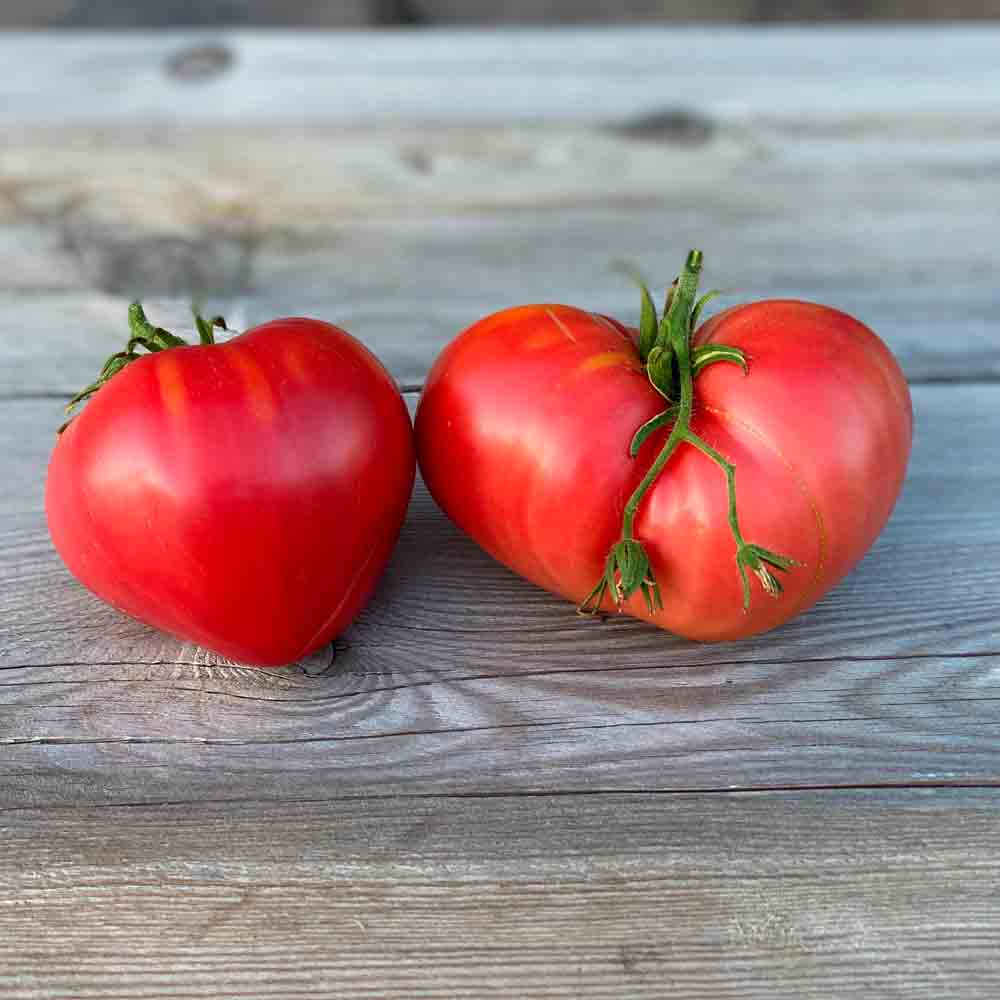 TOMATE COEUR AB - ANTIGASPI