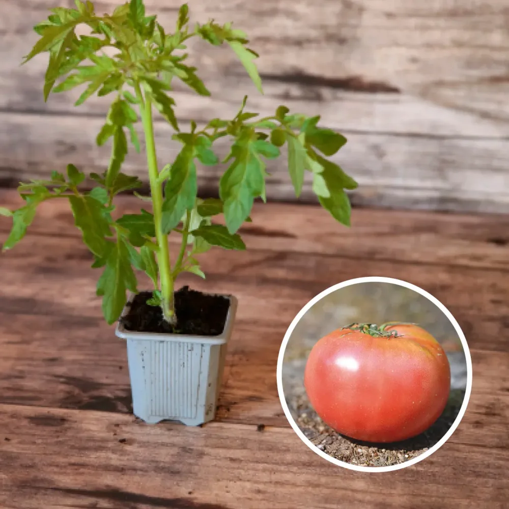 TOMATE ROSE DE BERNE AB - PLANT