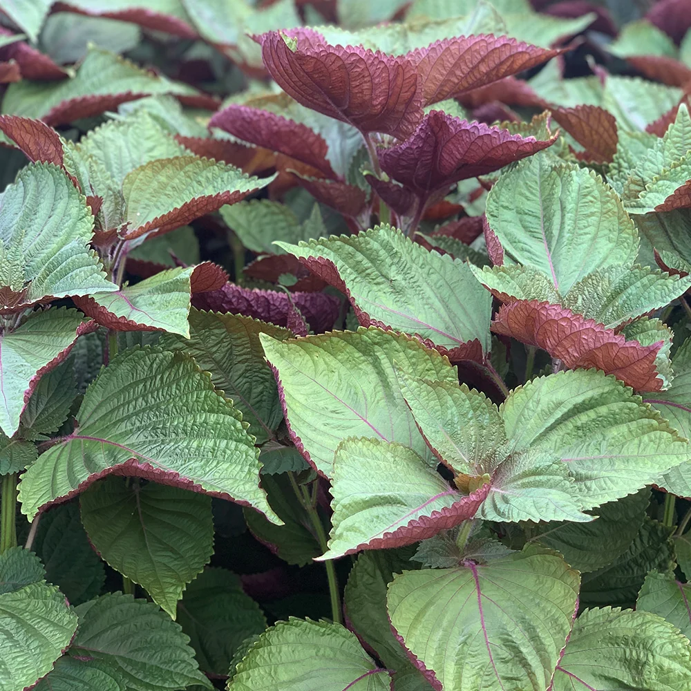PERILLA DE COREE BICOLORE AB