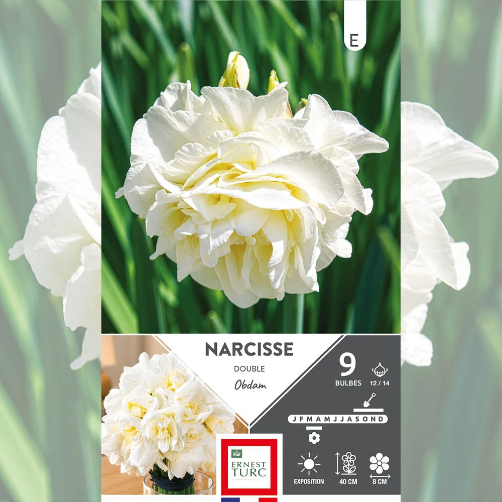 NARCISSE DOUBLE OBDAM
