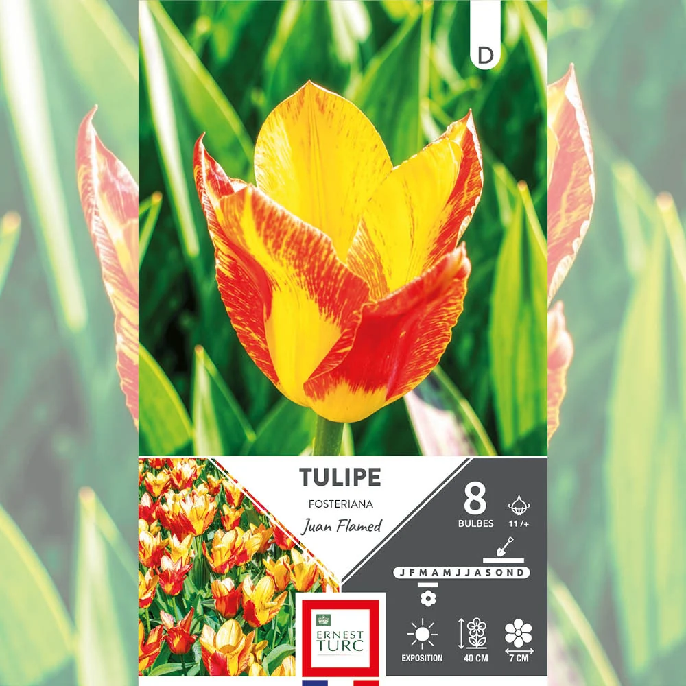 TULIPE FOSTERIANA JUAN FLAMED