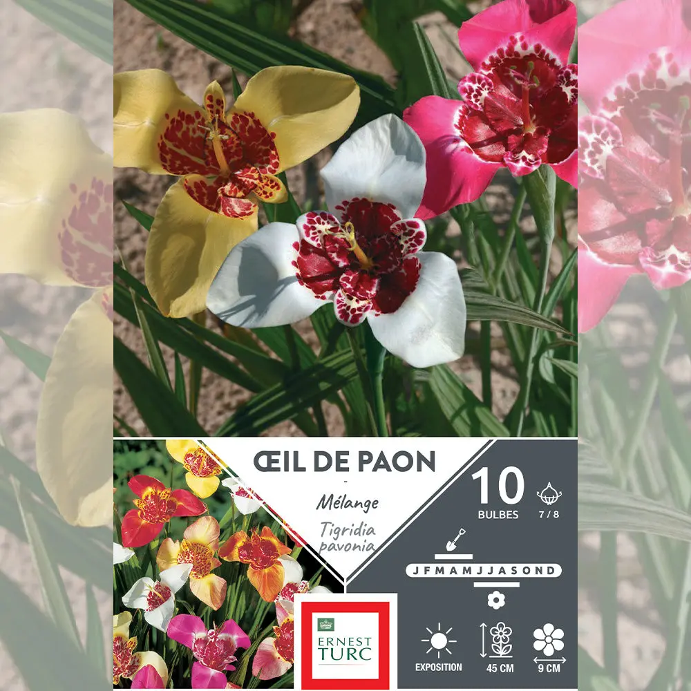 ŒIL DE PAON MÉLANGE (TIGRIDIA PAVONIA)