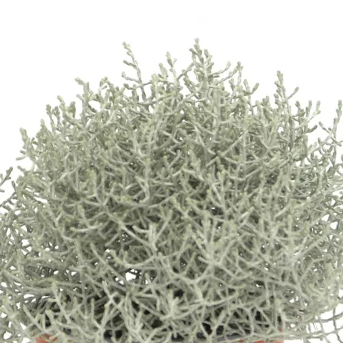 Tout pour le jardin：Calocephalus Brownii - Le pot de 2 litres